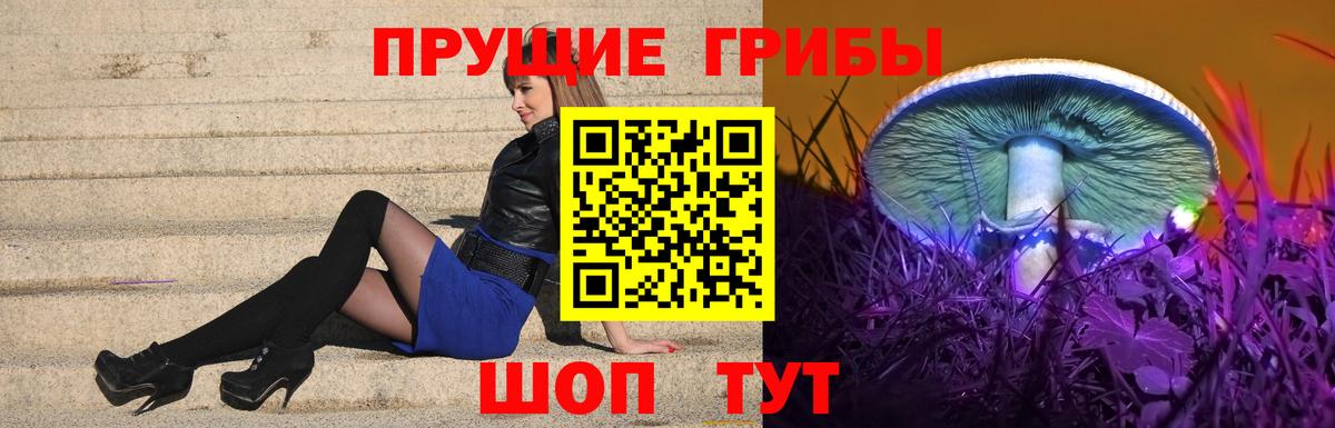Псилоцибиновые грибы Psilocybe Сальск